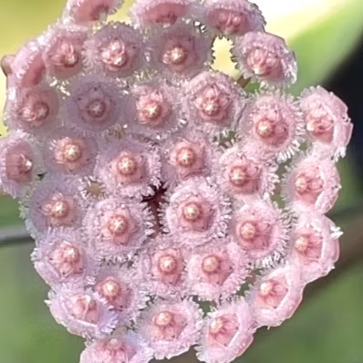 HOYA PARVIFLORA