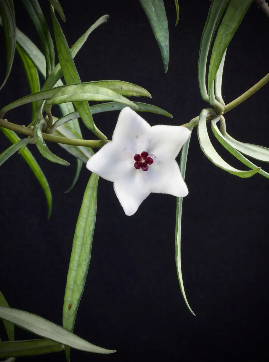 HOYA PAUCIFLORA