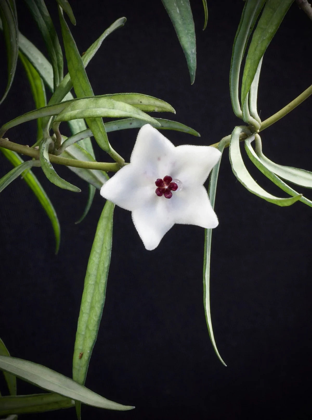 HOYA PAUCIFLORA