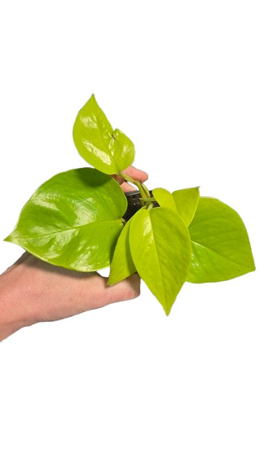 Pothos neon