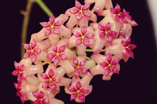 HOYA SURIGAOENSIS