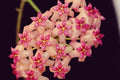 HOYA SURIGAOENSIS