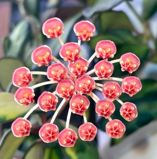 HOYA BURTONIAE VARIEGATA