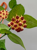 HOYA POLYNEURA