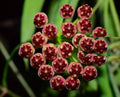 HOYA WAYETI TRICOLOR