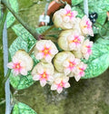HOYA CRASSIPETIOLATA