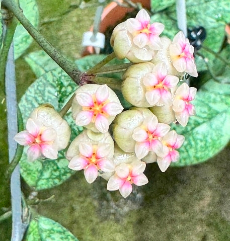 HOYA CRASSIPETIOLATA