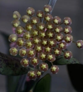 HOYA LACUNOSA CIKIDIAN JAVA