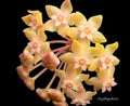HOYA BELLADONNA