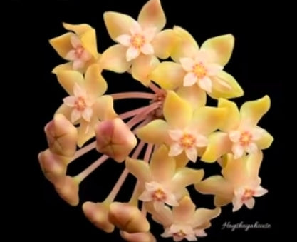 HOYA BELLADONNA