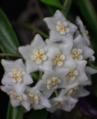 HOYA STONEANA
