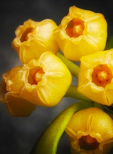 HOYA HEUCHKELIANA JAUNE