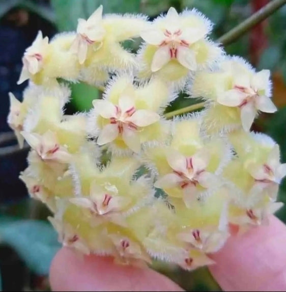 HOYA ERYTHRINA