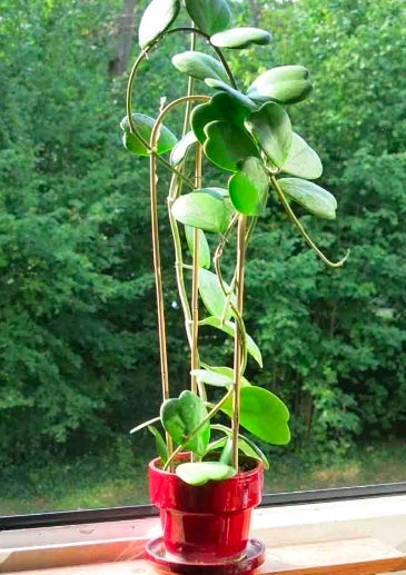 HOYA KERRI