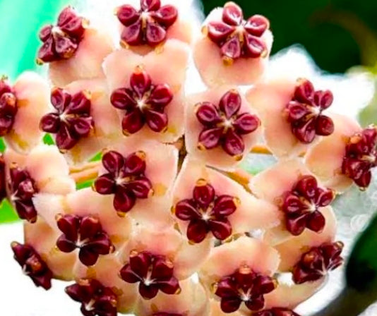 HOYA KERRI