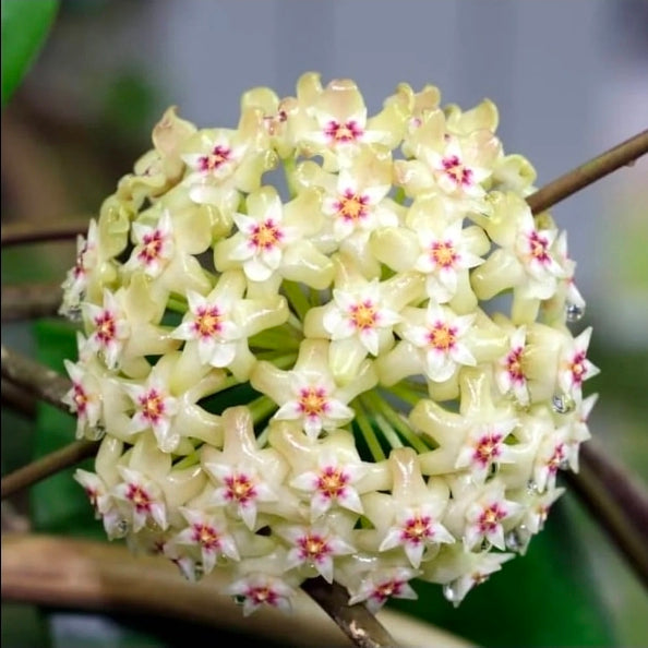 HOYA VERTICILATA WAYANG SPLASH