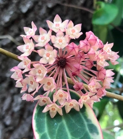 HOYA MACROPHYLLA VARIEGATA