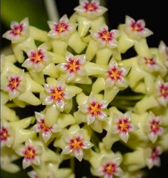 HOYA DOLICHOSPARTE JAUNE
