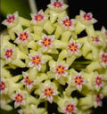 HOYA DOLICHOSPARTE JAUNE