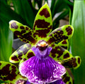 ZYGOPETALUM