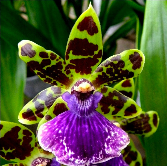 ZYGOPETALUM