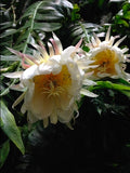 SELENICEREUS CHRYSOCARDIUM