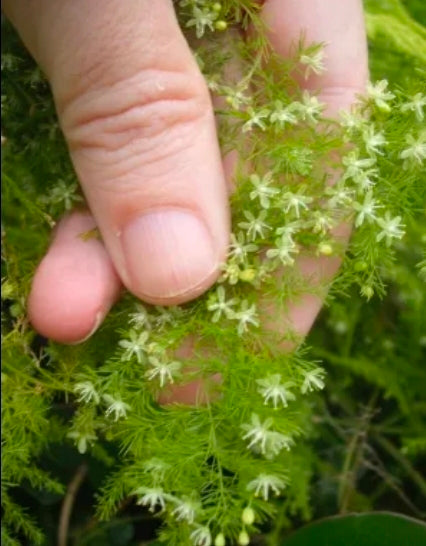 ASPARAGUS PLUMOSUS