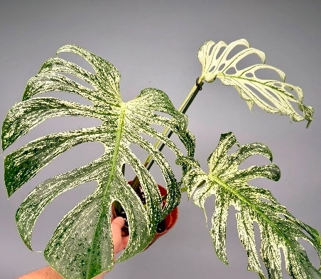 MONSTERA DEVIL MONSTER