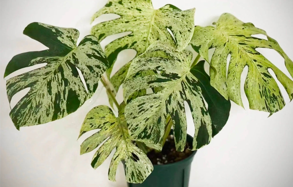MONSTERA DELICIOSA BULBASAUR
