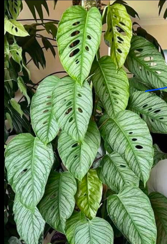 MONSTERA SILTEPECANA EL SALVADOR