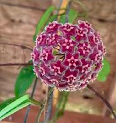 Hoya Rindu Rafflesia