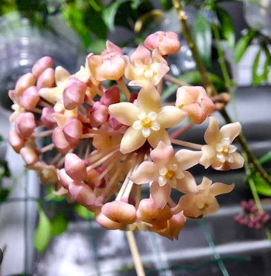 Hoya Sarawak Cream
