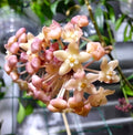 Hoya Sarawak Cream