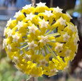 HOYA TIMOR