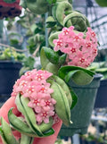 HOYA COMPACTA