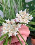 HOYA LINEARIS