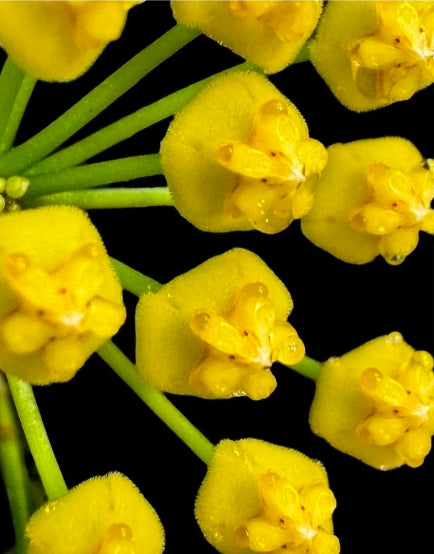 Hoya tsangii Albomarginata