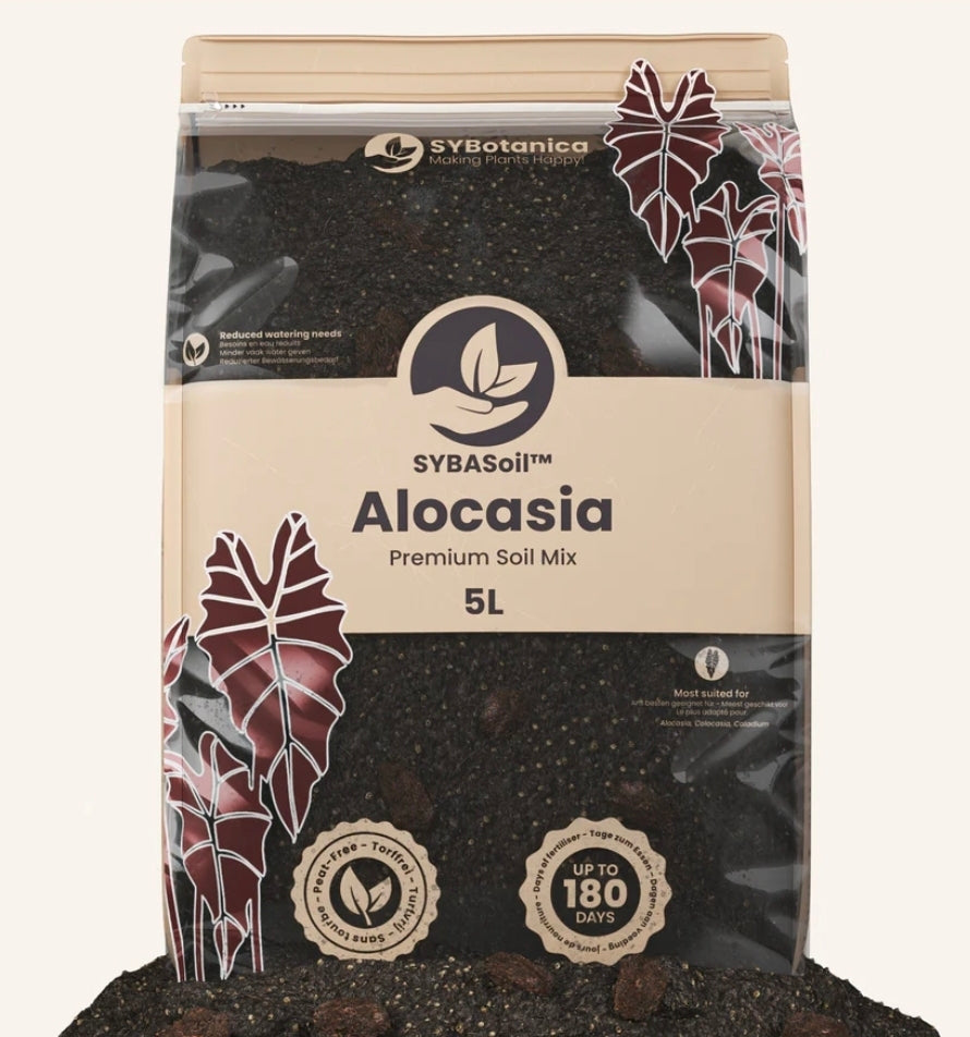 TERREAU ALOCASIA