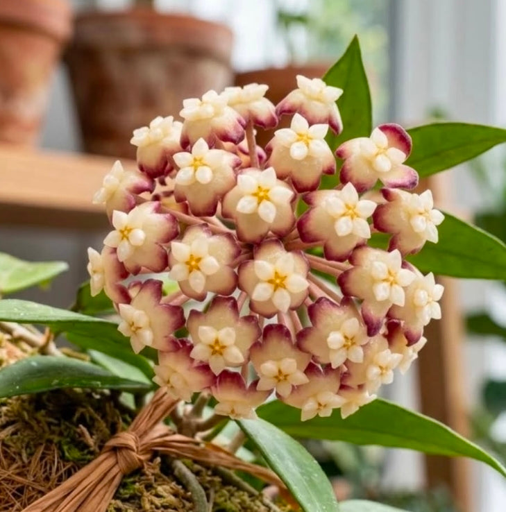 HOYA SP UT-208