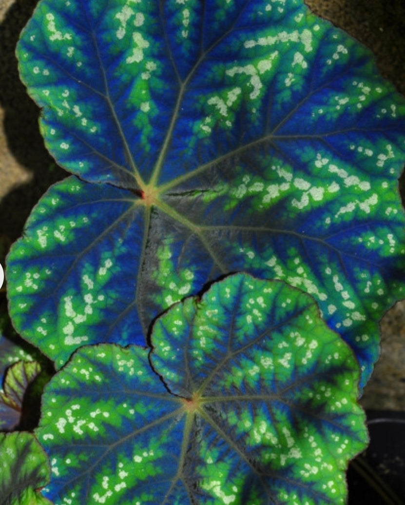 BEGONIA PSEUDOEDULIS SKIWANSHAN