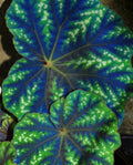 BEGONIA PSEUDOEDULIS SKIWANSHAN