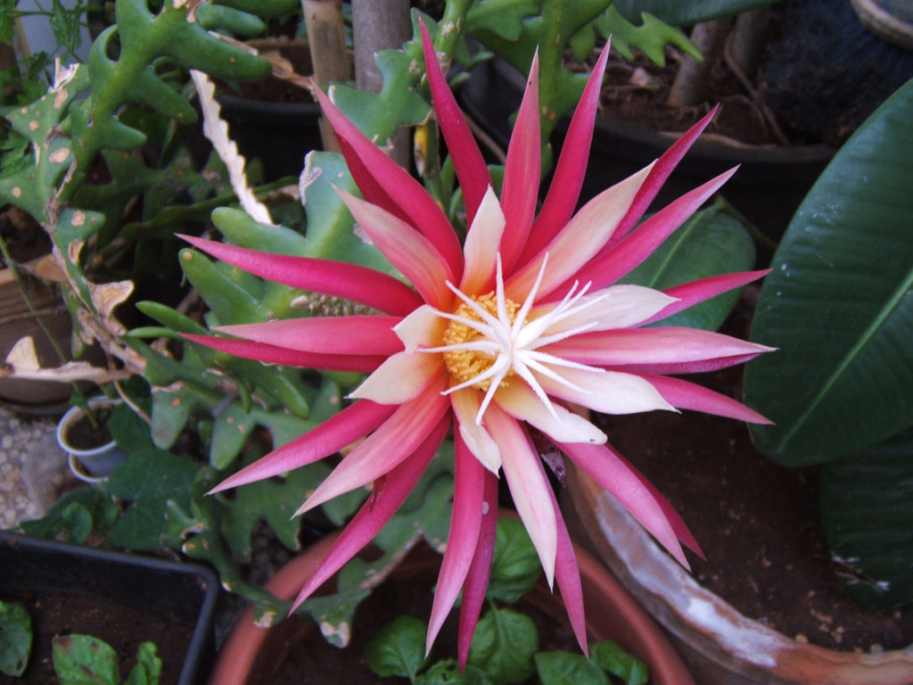 SELENICEREUS ANTHONYANUS