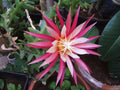 SELENICEREUS ANTHONYANUS