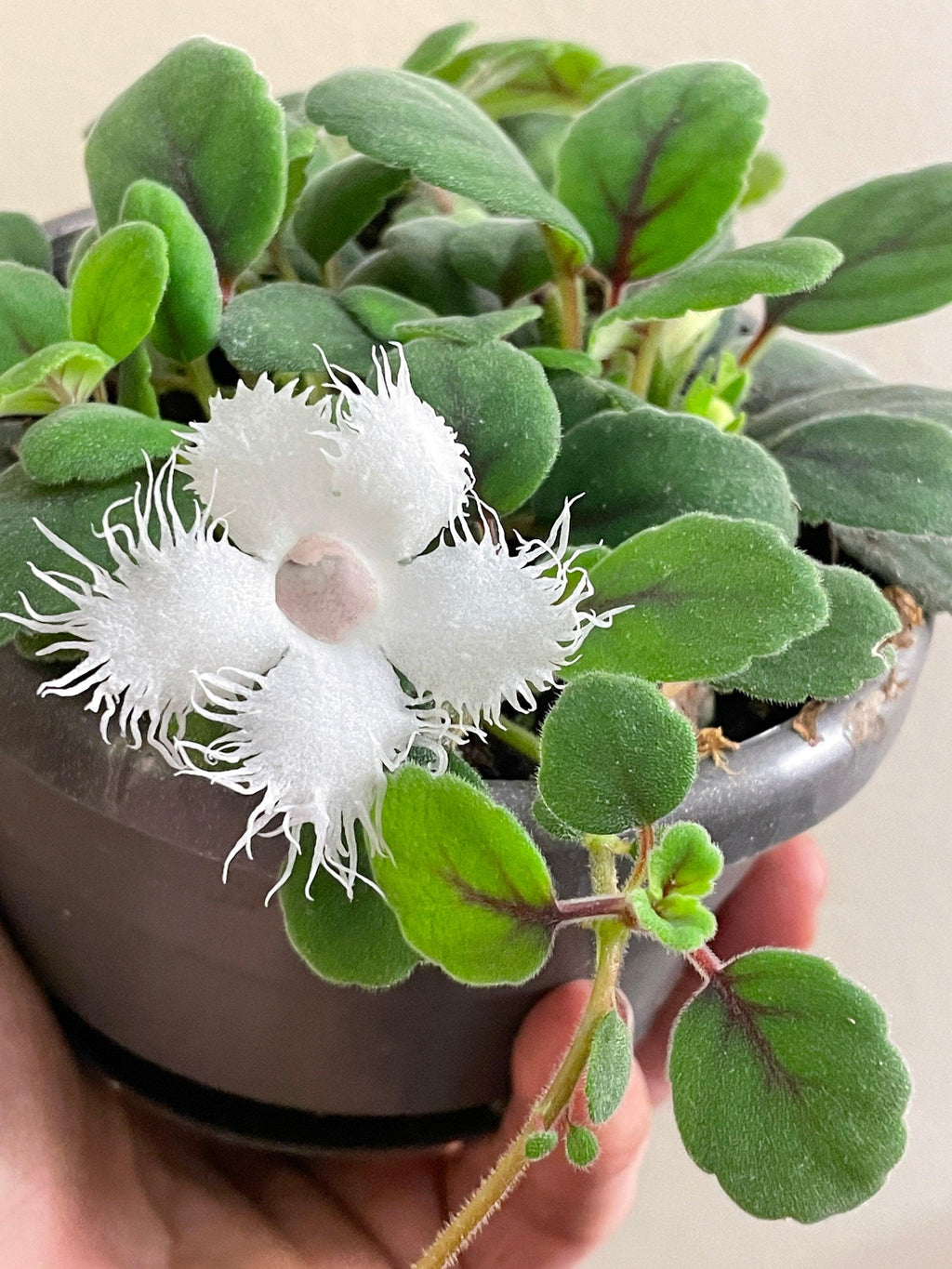 Episcia dianthiflora