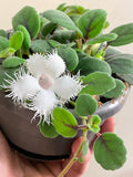 Episcia dianthiflora