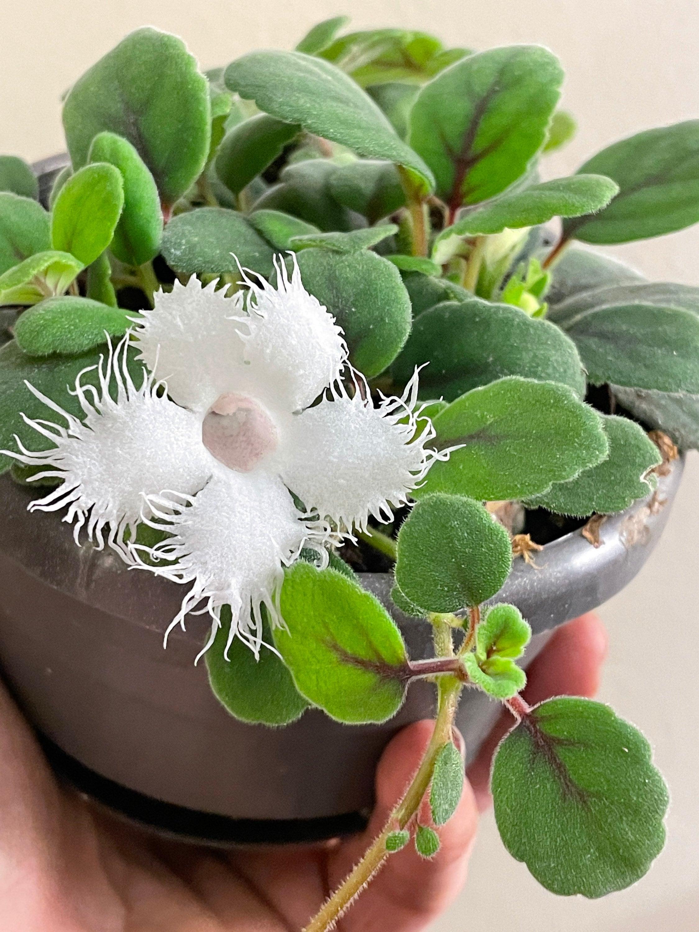 Episcia dianthiflora