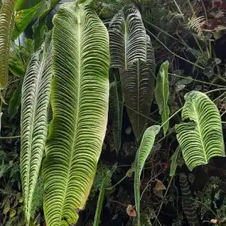Anthurium Veitchii