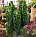 Anthurium Waroqueanum