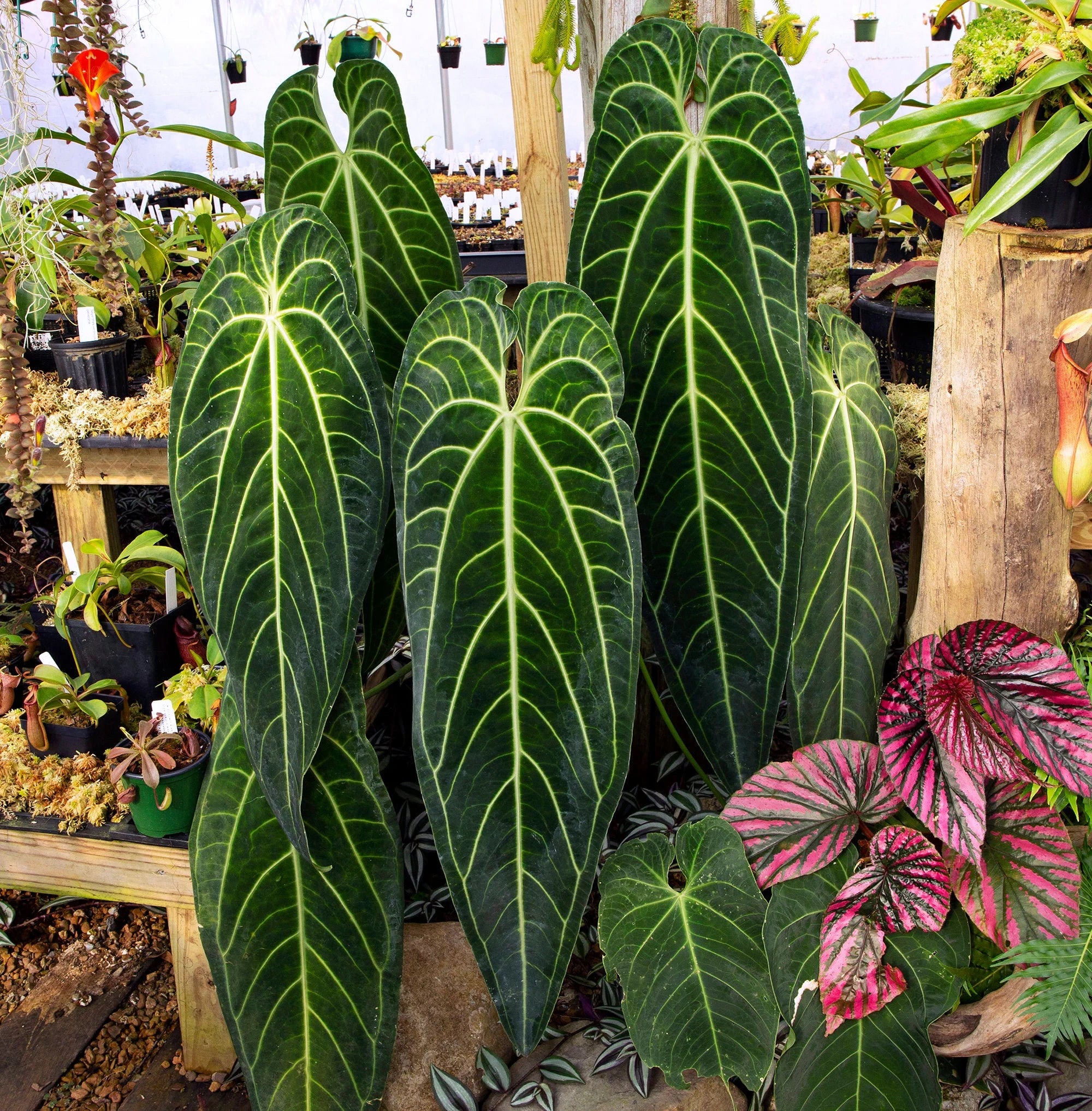 Anthurium Waroqueanum