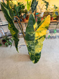 philodendron billitiae variegata